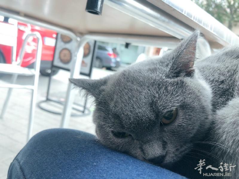 因家里问题不能养猫 哪位好心人愿意养他 证件齐全疫