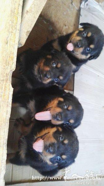 ,罗威纳犬