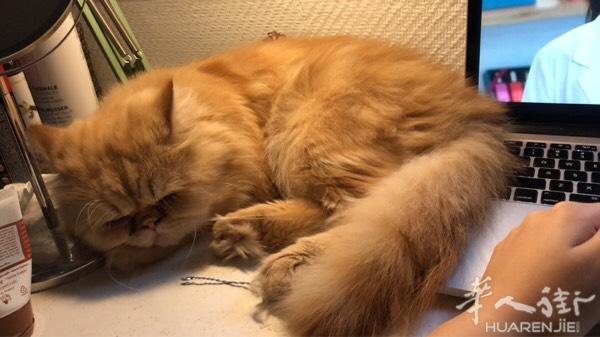 波斯橘猫 公。 想找个配偶

如题 现在一岁零两个