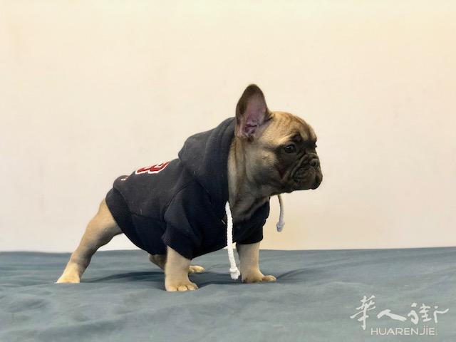 法国斗牛犬，母Fauve 刚满两月，寻爱狗狗人出售两针疫苗，电子定位芯片，有健康证书户口本
