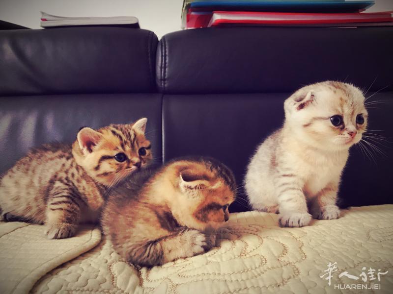 出售纯种的银色渐层苏格兰折耳猫和英国短毛猫 今日满月