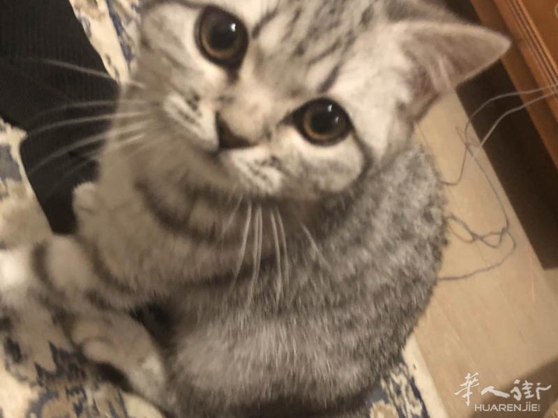 出售苏格兰/英短 银色虎斑小猫