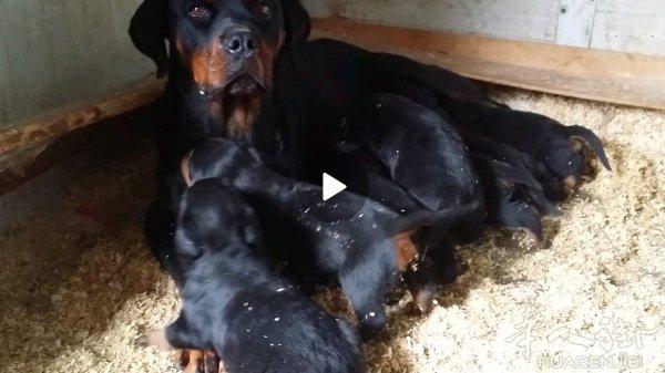 出售现货幼犬