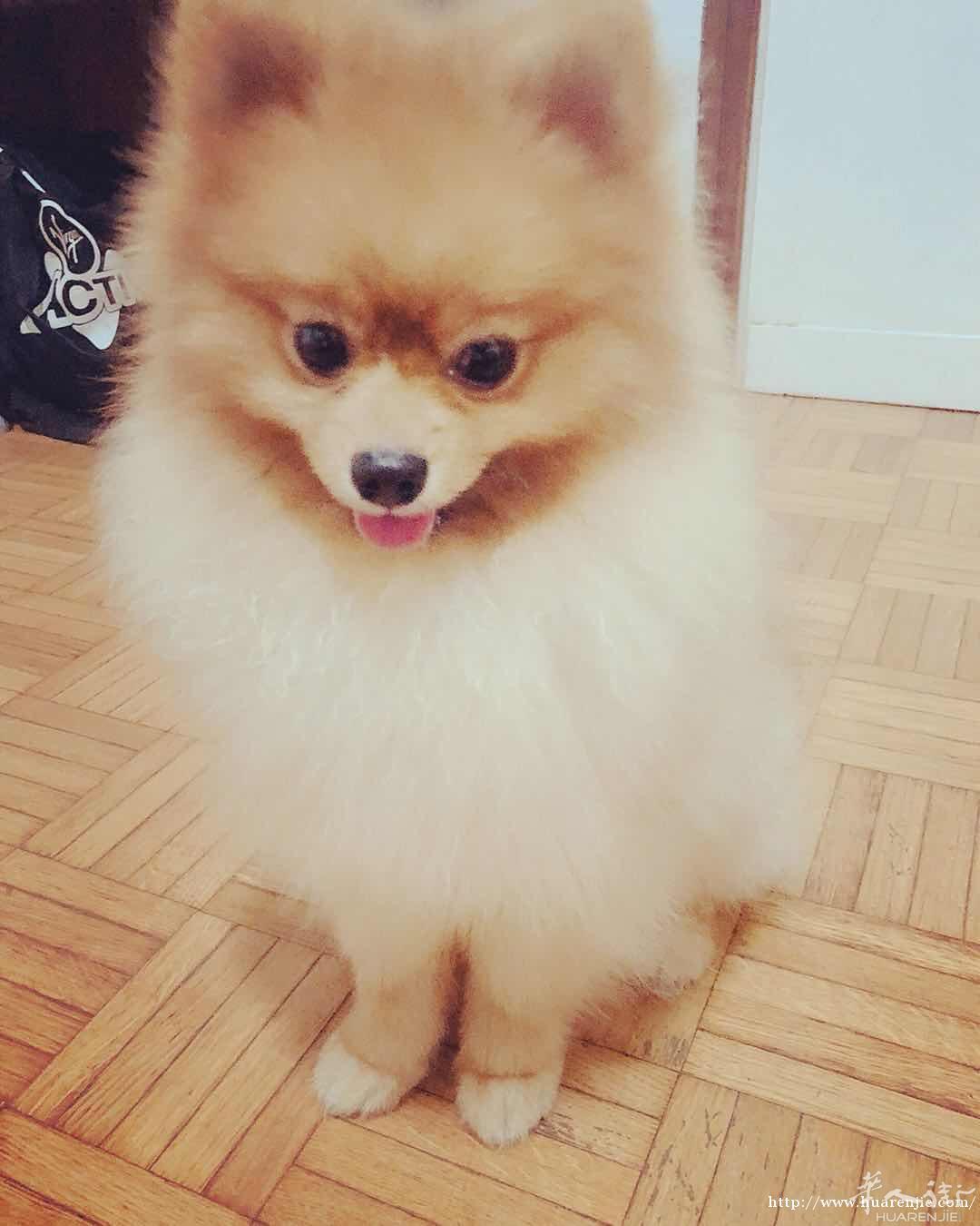 由于本人原因 现欲忍痛转让博美一只 有血统证书