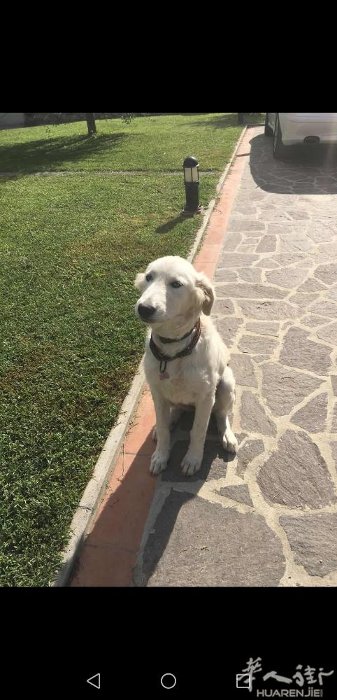 狗狗免费送人了 差不多一年大 牧羊犬 狗狗在普拉托。      联系电话3278