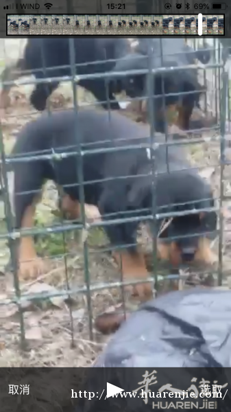 罗威纳幼犬，带血统证书