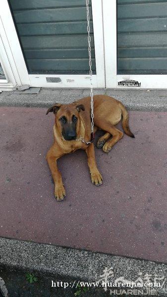 免费赠送爱犬一只