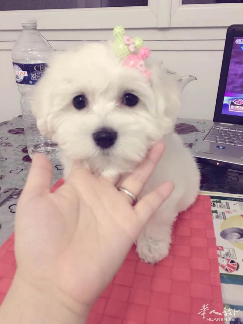 出售多只纯种直毛比熊