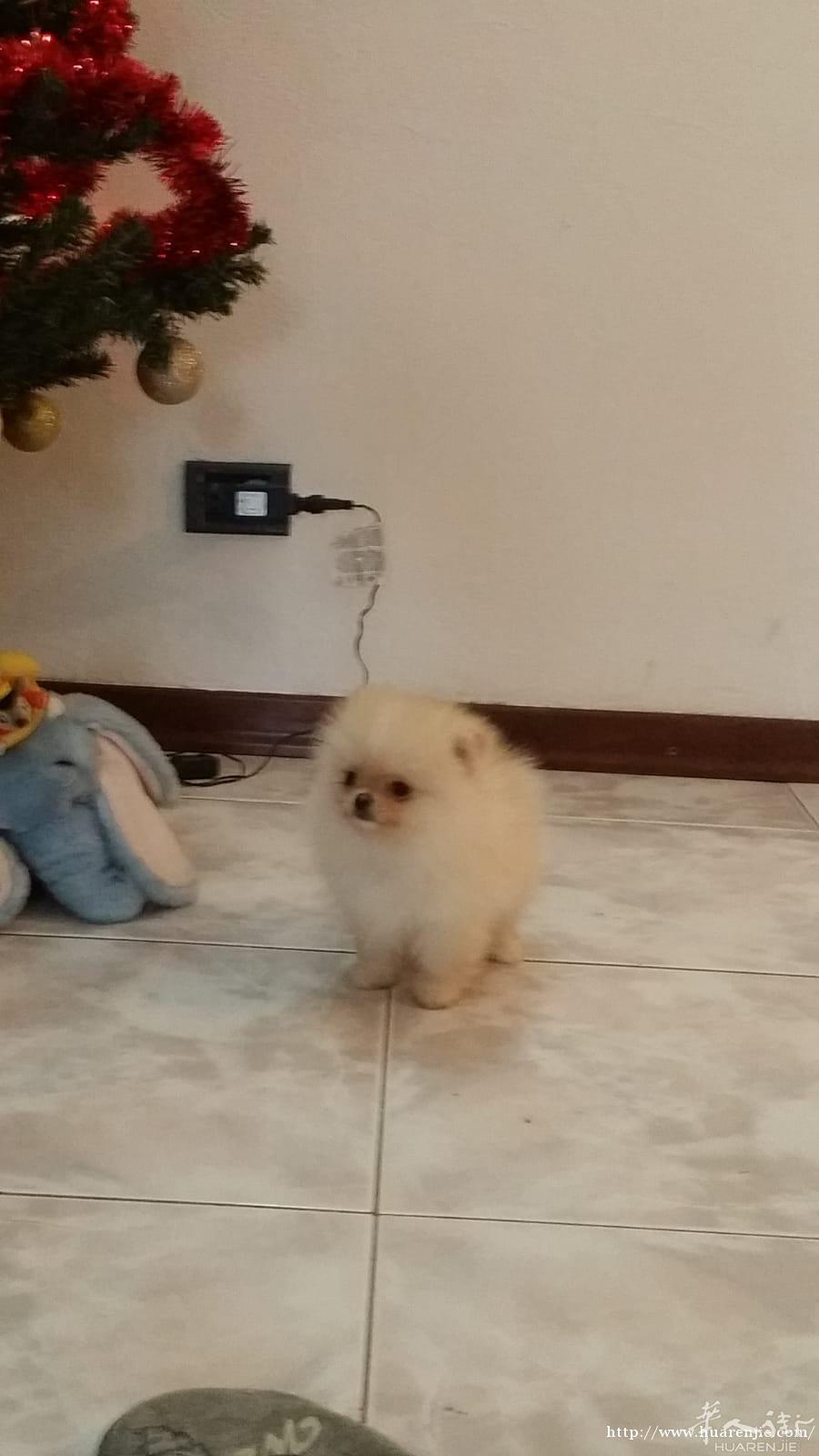 出售秋田，博美幼犬