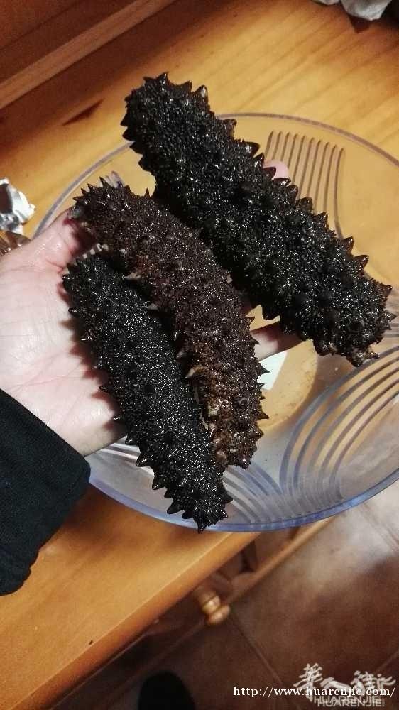 葡萄牙野生干海参