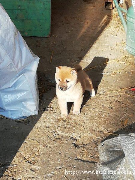 出售两只柴犬，三只秋田