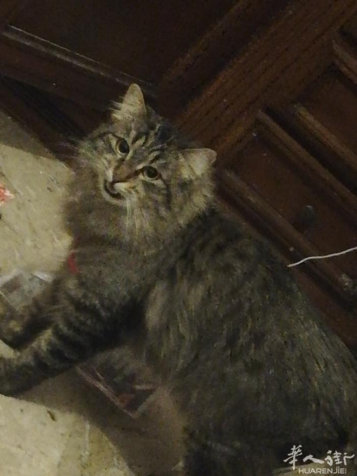 赠送一只猫咪，一岁多一点，在佛罗伦萨，自取。