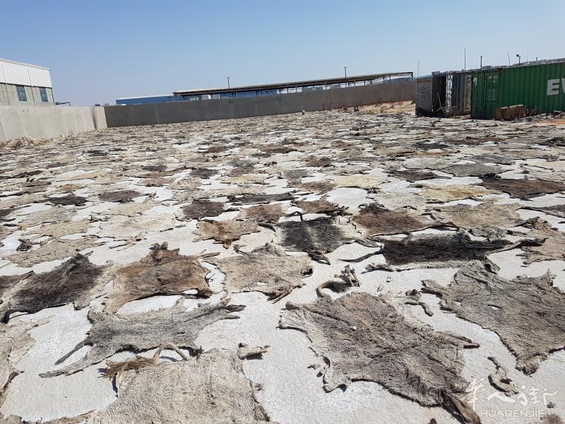 Sun Dried Donkey Skins/Air Dried Salted Donkey Hides
