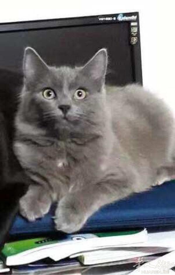 一只蓝猫6个月大家里已经有一只了好心人带走它吧，疫