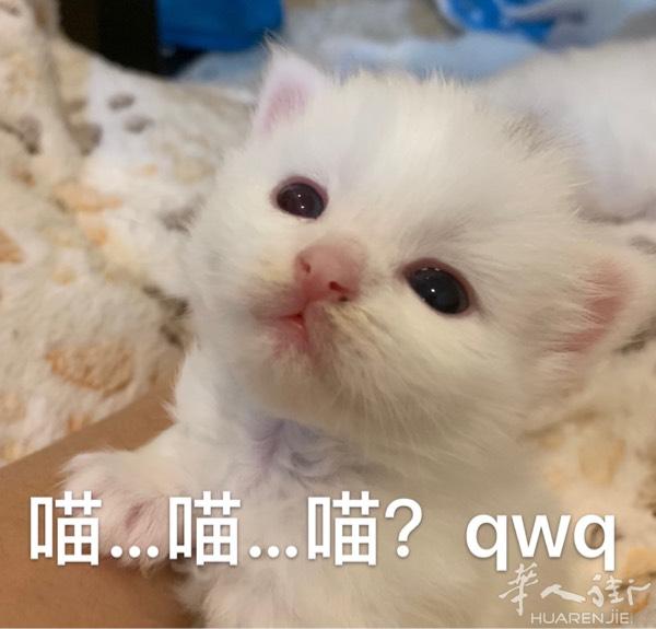 出售白色英长，有责任心真心想领养猫猫的也可以来看看