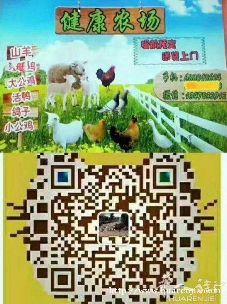 纯种藏獒刚出生1个半月