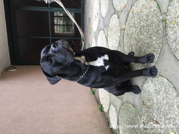 顶级护卫犬卡斯罗送人