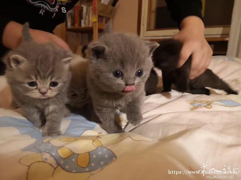 出售英短小奶猫，2019年1月20日出生