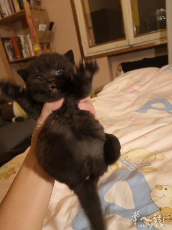 英短 小奶猫 马上满2月