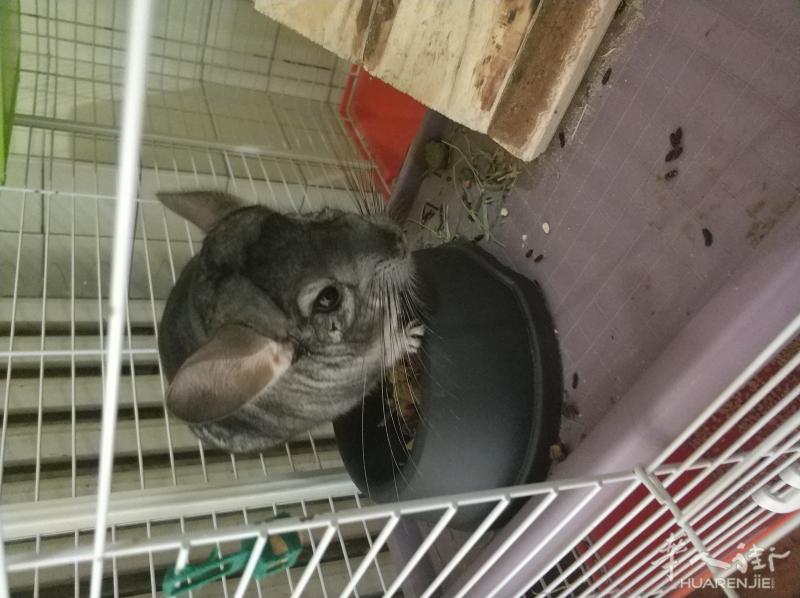 【都灵】龙猫出售