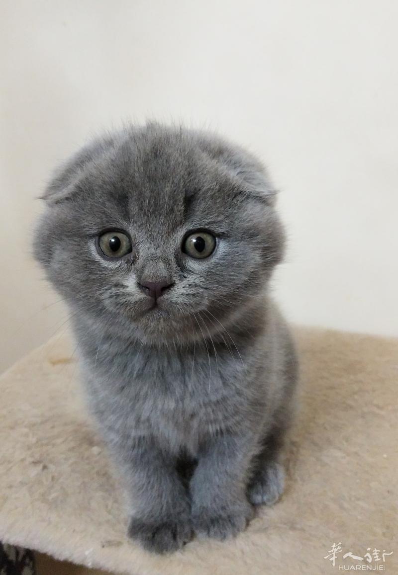 出售超级可爱的英短折耳小奶猫~~~