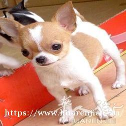 求购一只吉娃娃幼犬