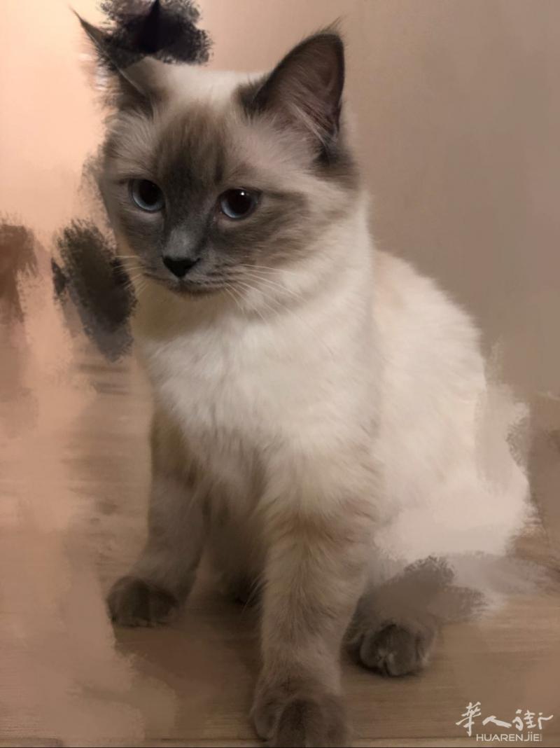 出售一只1岁的伯曼猫