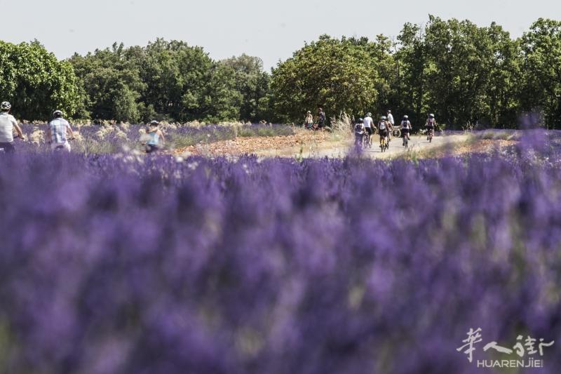 【普罗旺斯之心目的地】【韦尔东地区特色小镇】瓦伦索勒Valensole