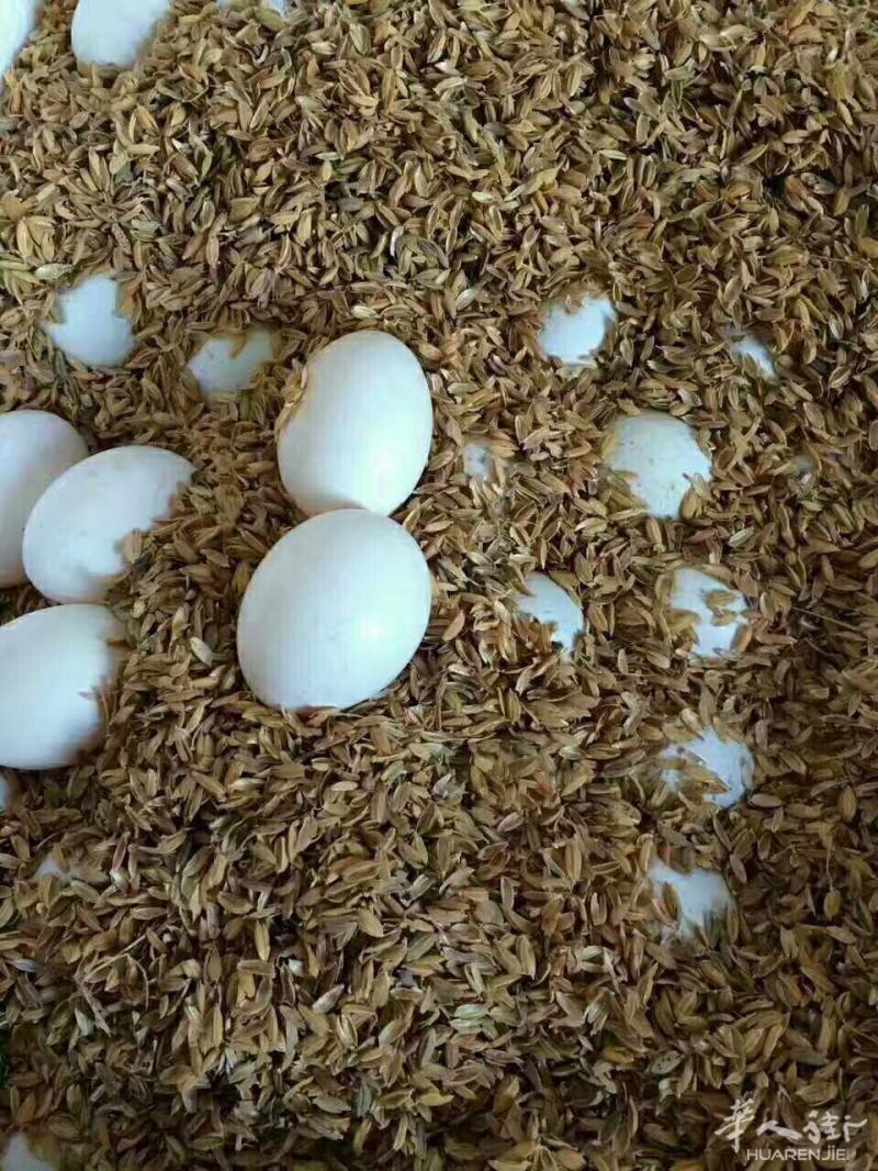 新鲜的鸽子蛋