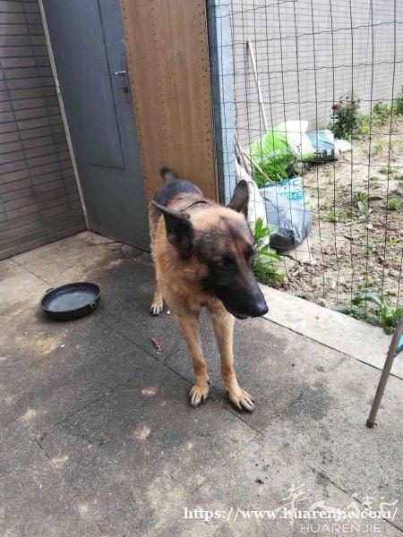 出售纯种德国牧羊犬幼犬