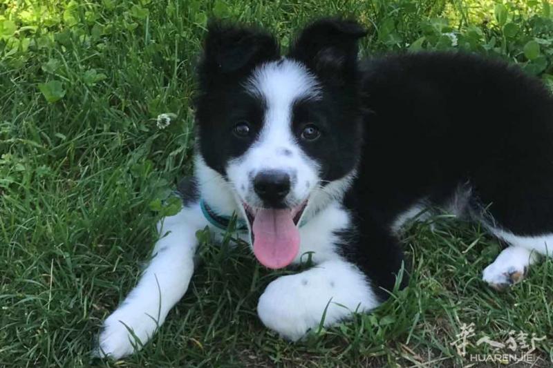 米兰因回国原因出售一只超可爱边牧幼犬