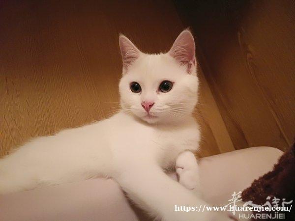 米兰长期接宠物寄养