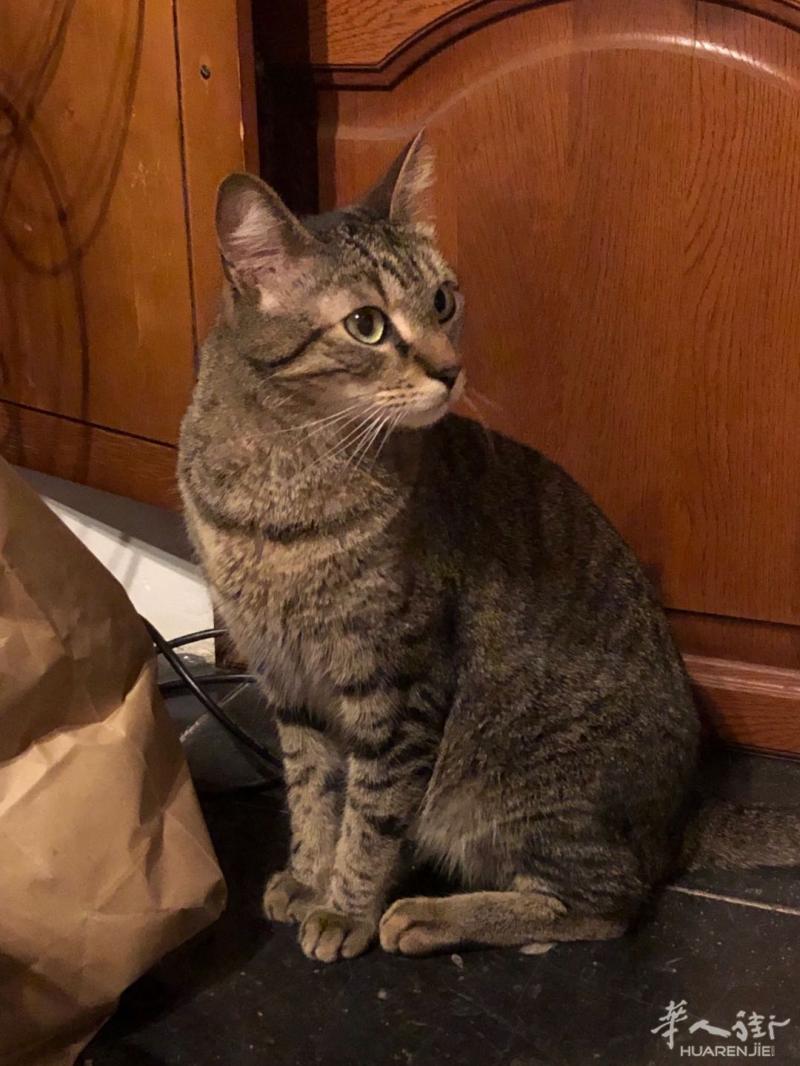 为猫猫找善良的寄养主人