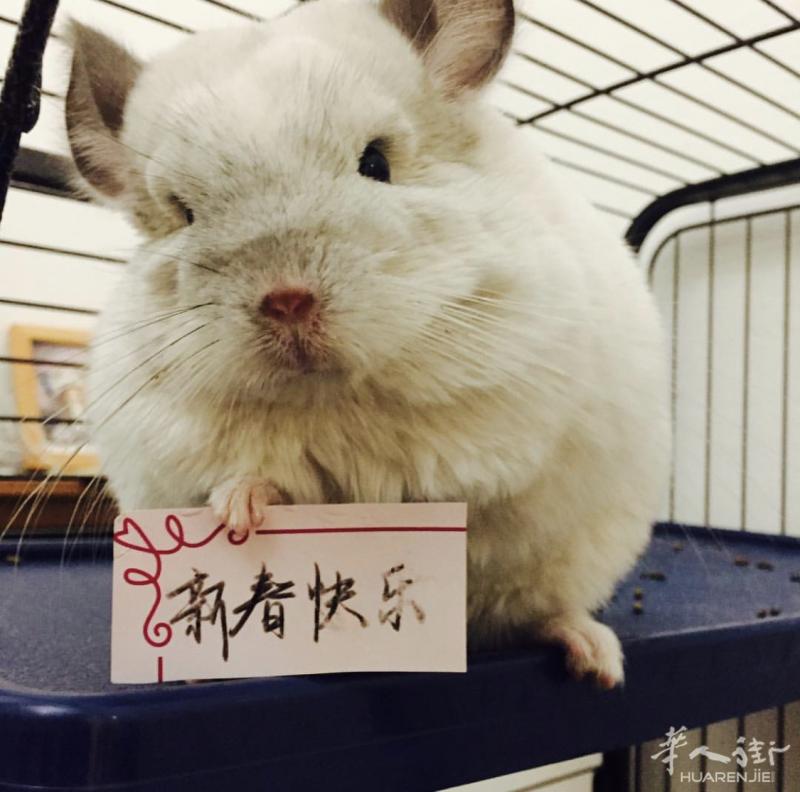龙猫DDMM找有缘人