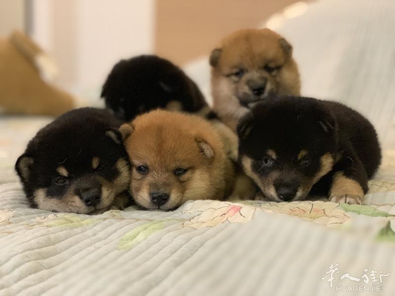 柴犬宝宝可以预定,8月底抱走,有疫苗和狗证