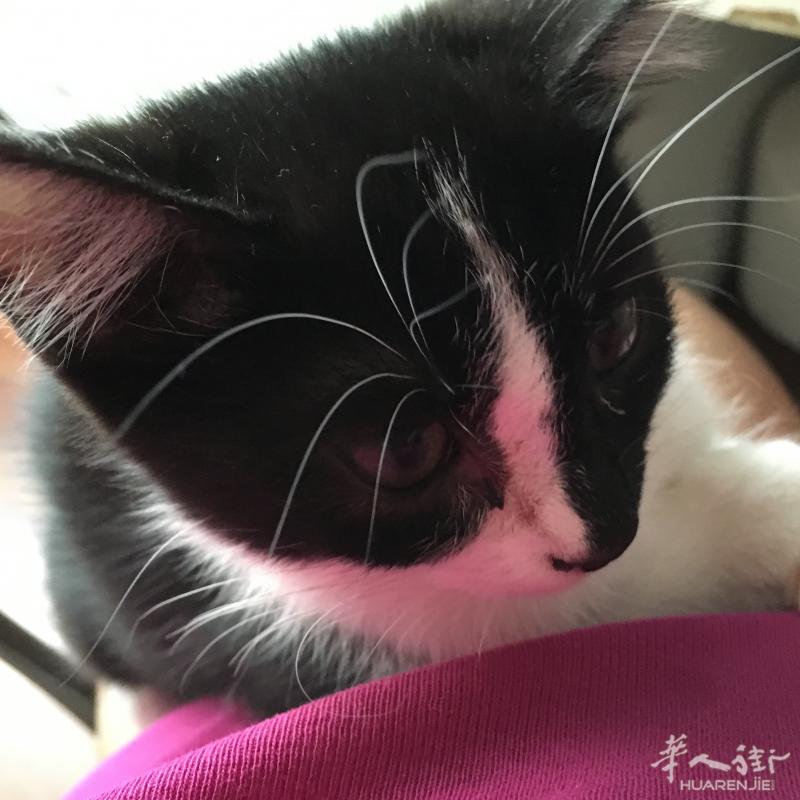 一只黑白相间的猫猫【妞妞】两岁  寻找一位爱护她的主人