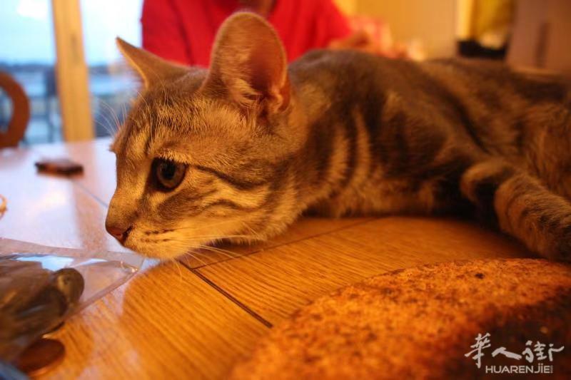 送养猫咪