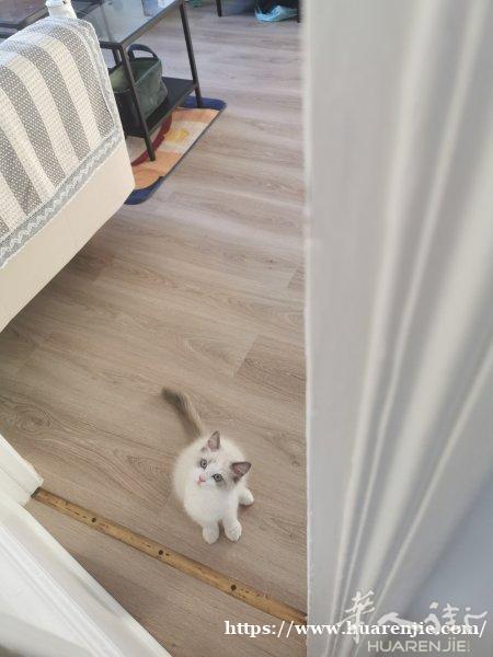 出售三个月小布偶猫