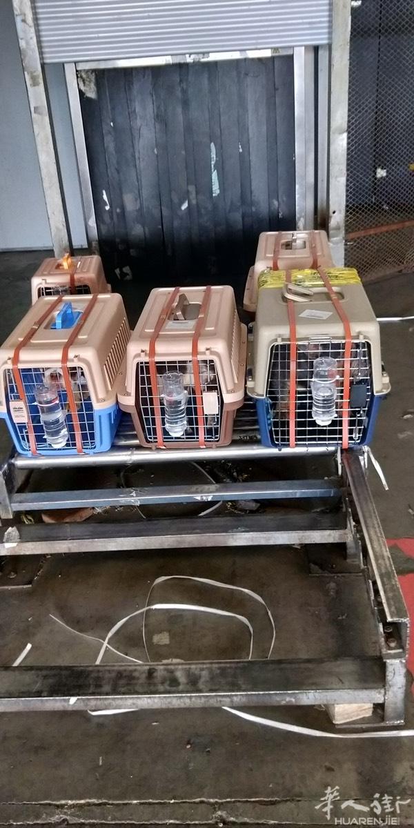 阿龙国际宠物运输 10年运输品牌 
欧洲回国 美洲
