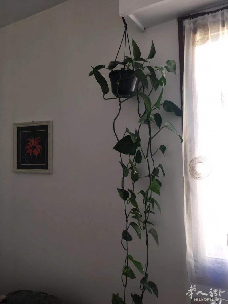 出售绿萝与其它盆景与挂画出售