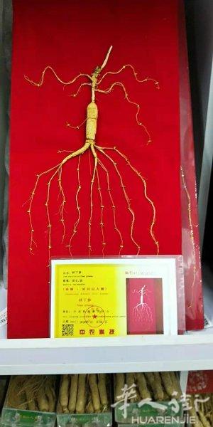纯东北长白山人参