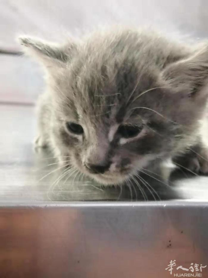 两个月的猫妹猫弟。可爱健康。希望爱猫之士领走。坐标罗马  3398321747。