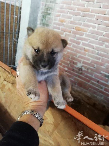 柴犬，泰迪