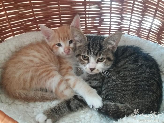 两个月的猫妹猫弟可爱极了