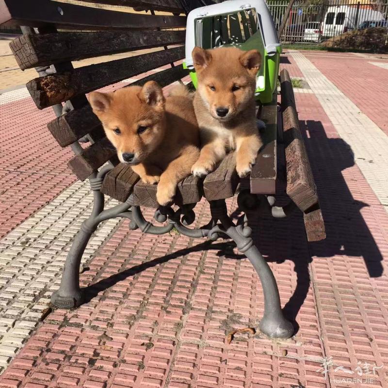 出售纯种柴犬！