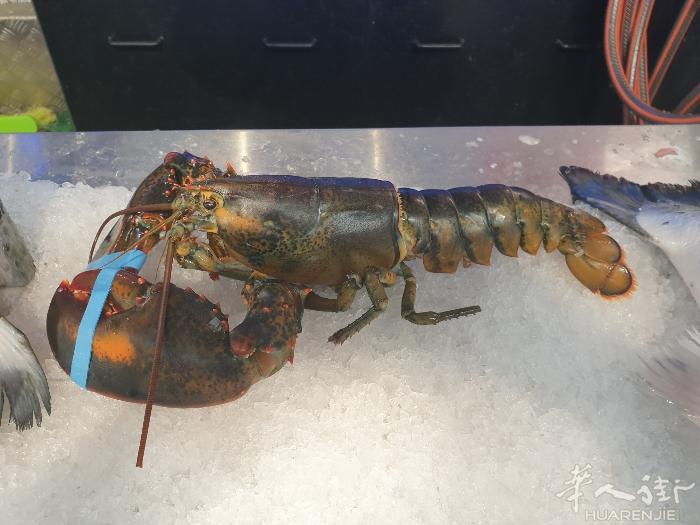 活的大龙虾550-650/只/14.8€.孟加拉虾30€/850g/5只装/大海
