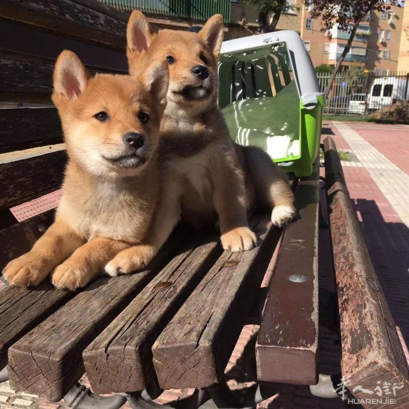 出售纯种柴犬