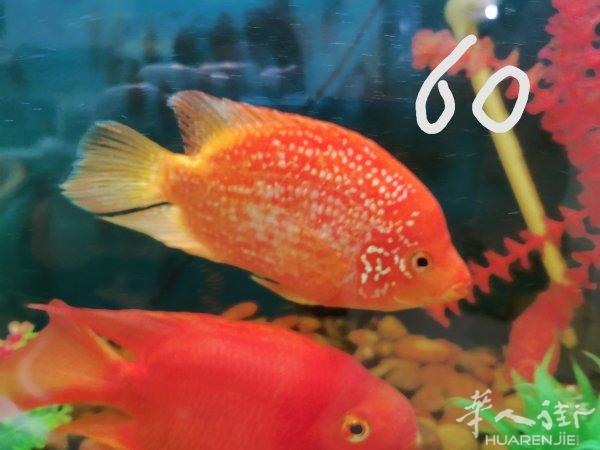 甩卖大量罗汉鱼 和多个鱼缸