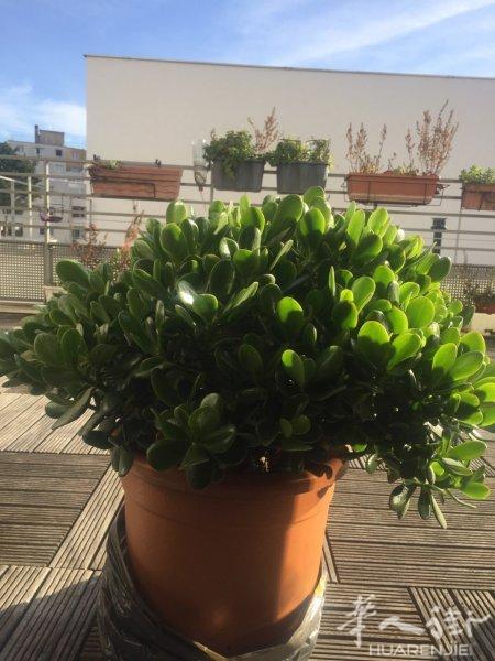 冬季大掃除花草出售