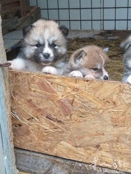 秋田幼犬 带血统 特价